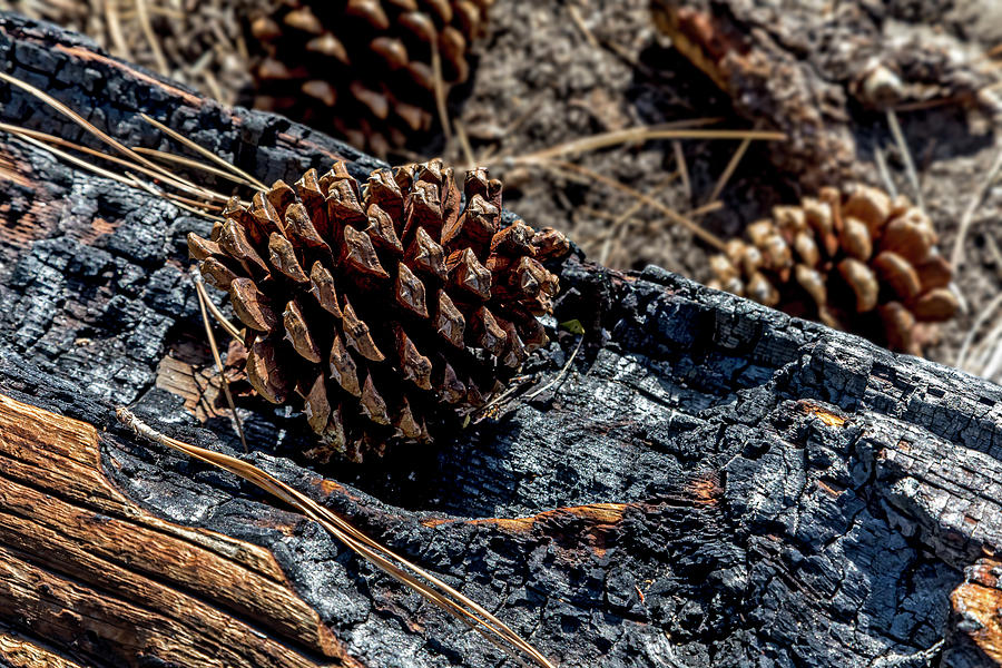 Ponderosa Pine Cones Photograph by Kelley King