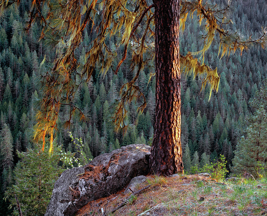Ponderosa Pine Photograph by Leland D Howard
