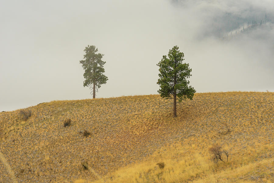 Mountain Photograph - Ponderosa Pine Tree With Fog Rolling Through by Cavan Images