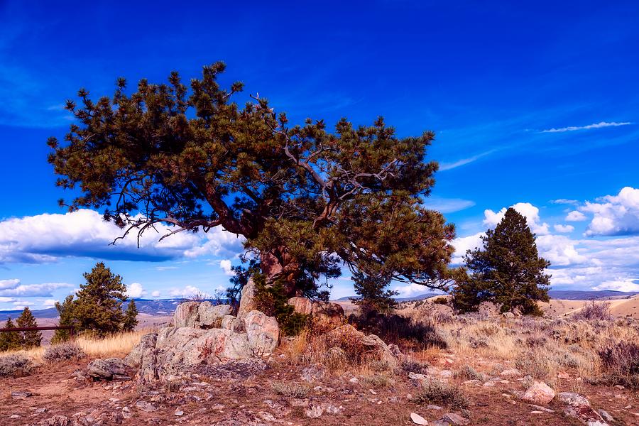 Ponderosa Pine - Wyoming Photograph by Mountain Dreams | Fine Art America