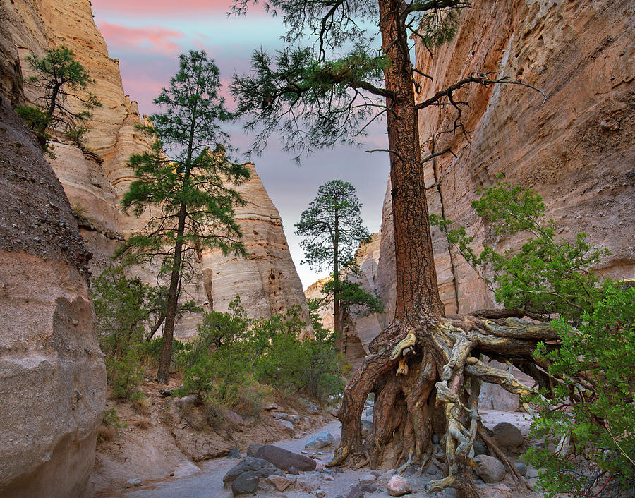 Ponderosa Pines In Slot Canyon, Kasha-katuwe Tent Rocks Nm, New Mexico Photograph by Tim Fitzharris