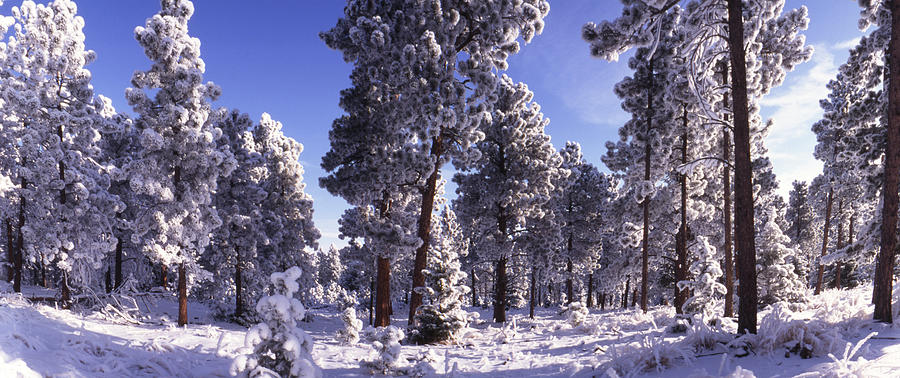 Ponderosa Pines In Winter, Colorado Photograph by James Gritz