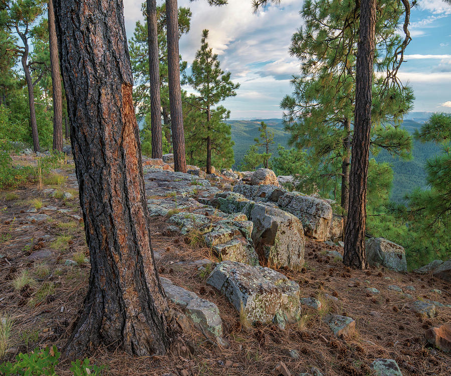 Ponderosa Pines, Mogollon Rim, Mazatzal Wilderness, Coconino National Forest, Arizona Photograph by Tim Fitzharris
