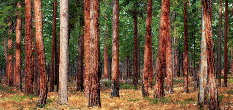 Tree Photograph - Ponderosa Trunks by Thomas Haney