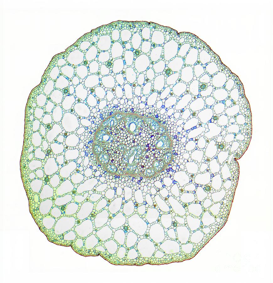 Pondweed Stem Photograph by Steve Gschmeissner/science Photo Library ...