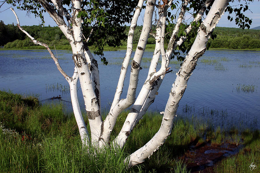 Birch Photograph - Pontook Birch by Wayne King Birch Photograph - Pontook Birch by Wayne King