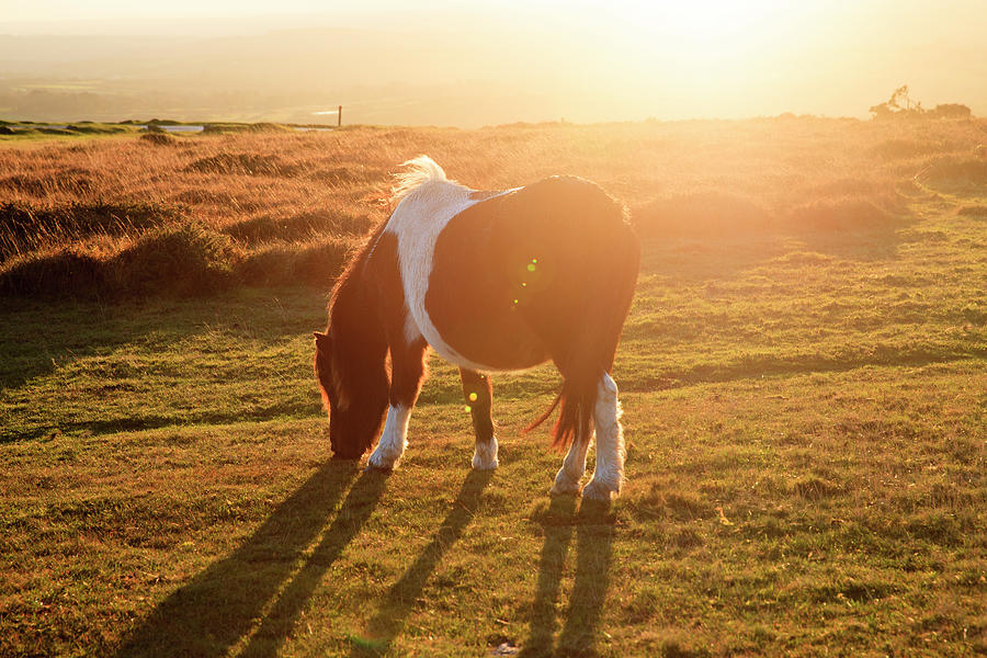 Pony Grazing At Sunset Digital Art by Suzy Bennett