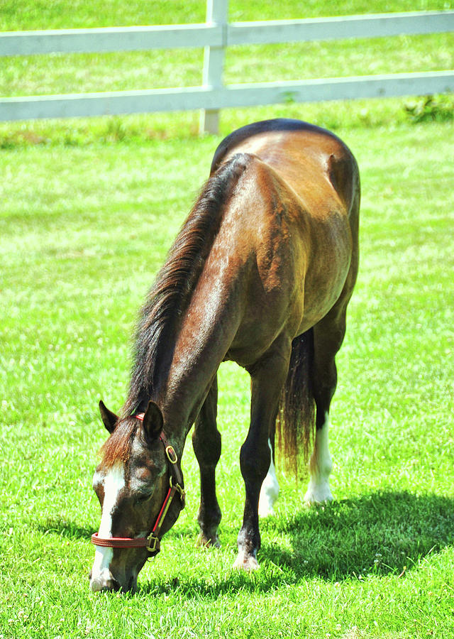 Pony Grazing Photograph by Dressage Design