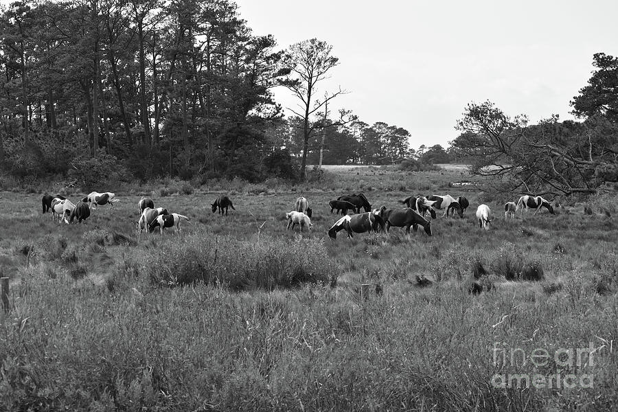 Pony Herd Bnw Photograph by Skip Willits