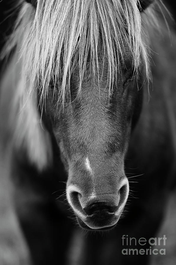 Pony of Assateague Photograph by Carien Schippers