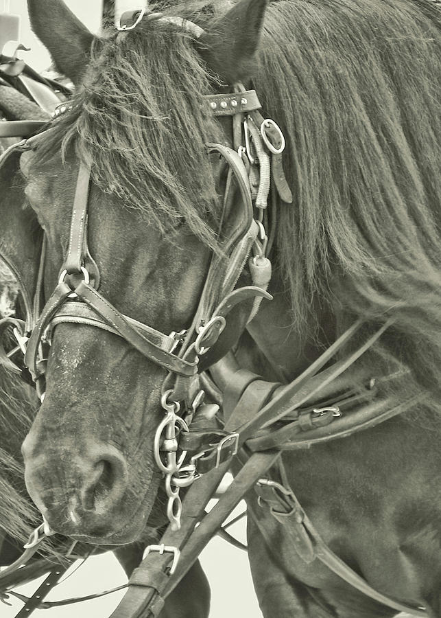 Pony Rides Photograph by Dressage Design