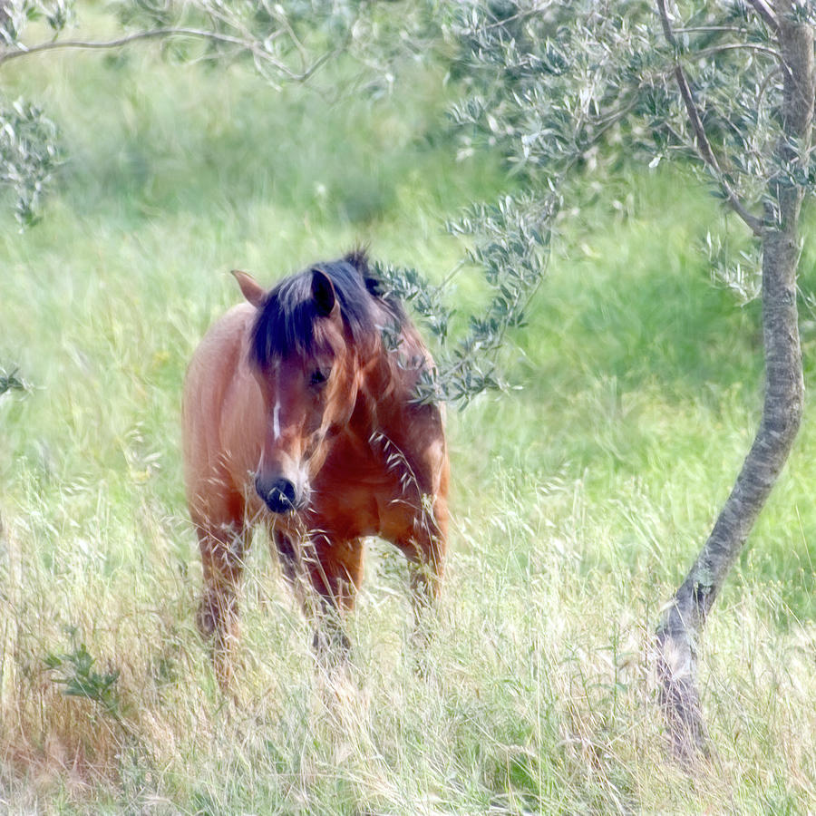 Pony Standing In  Grass Photograph by Christiana Stawski