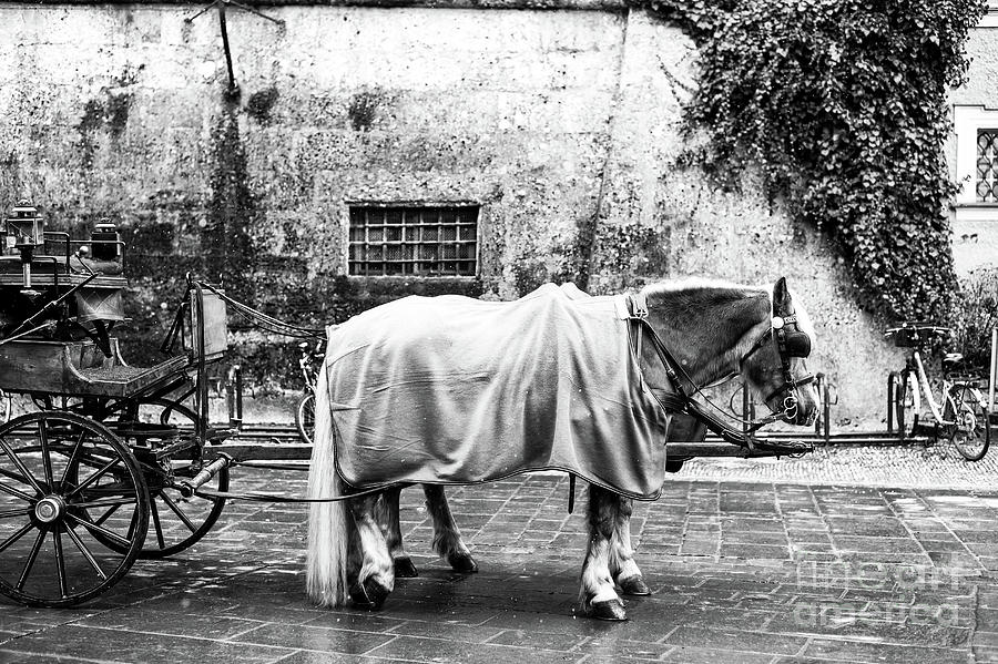 Pony Staying Warm in Salzburg Photograph by John Rizzuto