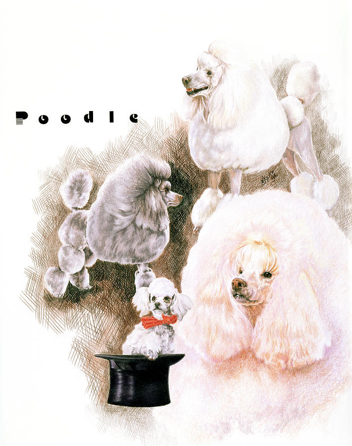 Poodle Dog Painting - Poodle 2 by Barbara Keith