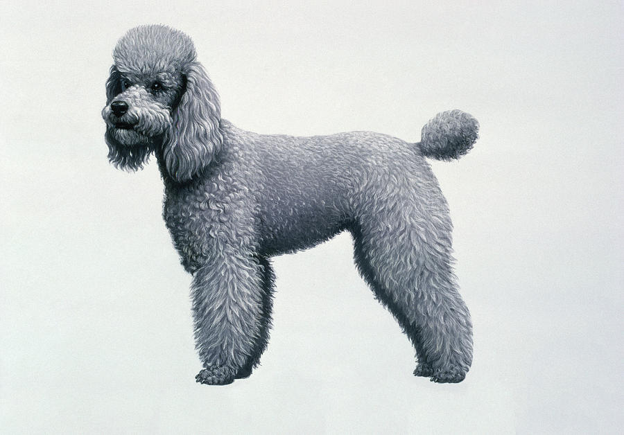 Poodle Painting - Poodle by Harro Maass