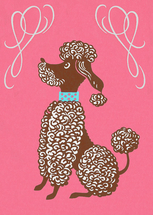 Vintage Drawing - Poodle Sitting by CSA Images