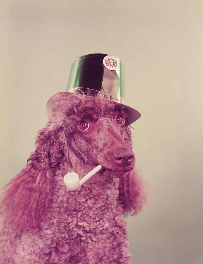 Poodle Wearing Hat, Holding Pipe In Photograph by H. Armstrong Roberts