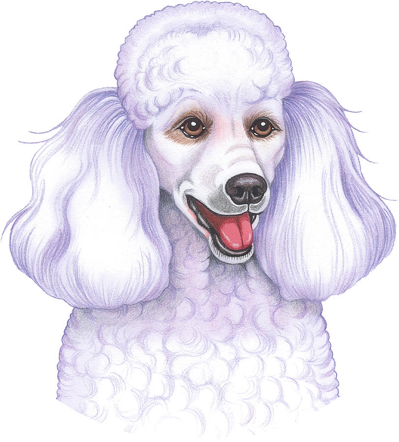 Animal Mixed Media - Poodle White by Tomoyo Pitcher