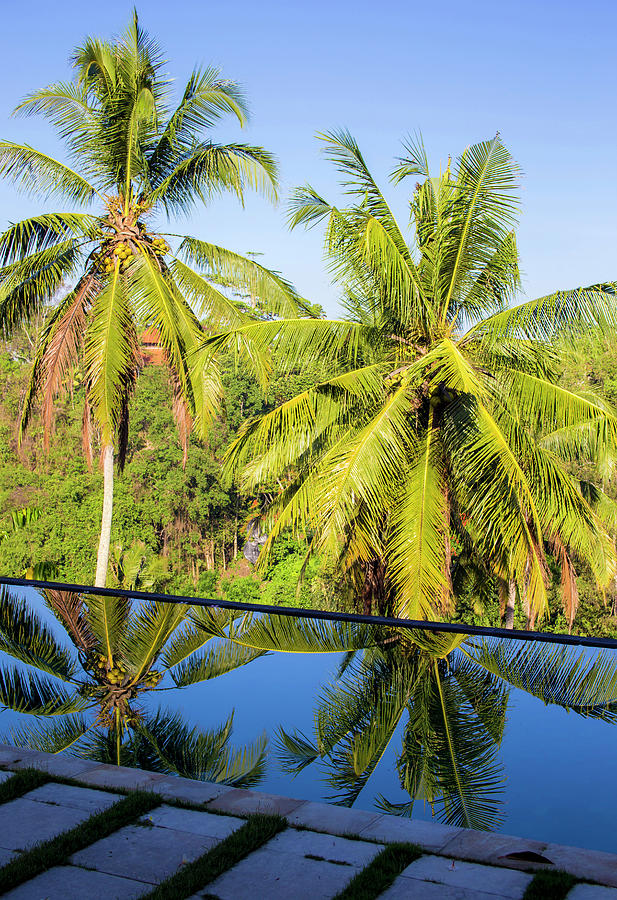 Pool & Palm Trees, Bali, Indonesia Digital Art by Konstantin Trubavin