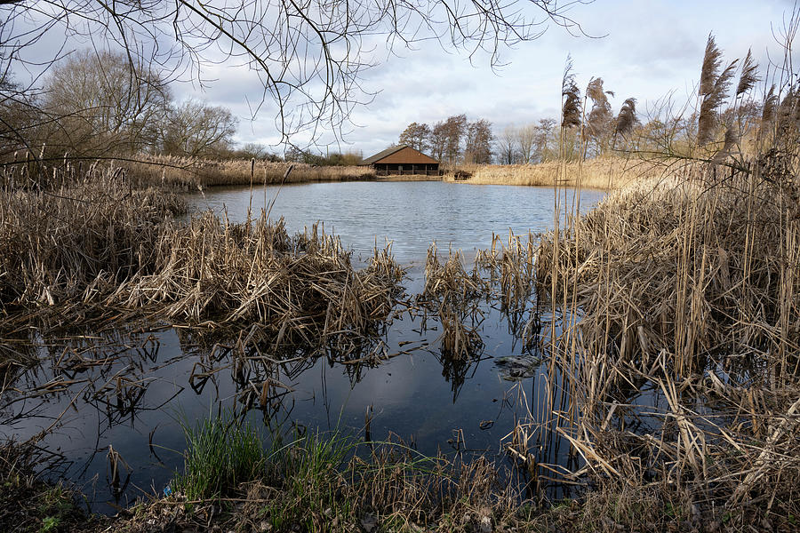 Winter Photograph - Pool At Flag Fen Archaeology Park Surrounded By Common Reed by Will Watson / Naturepl.com