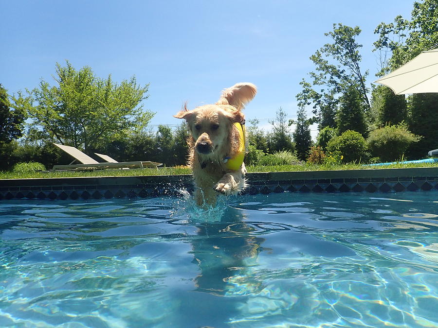 Pool Jumping Dog Photograph