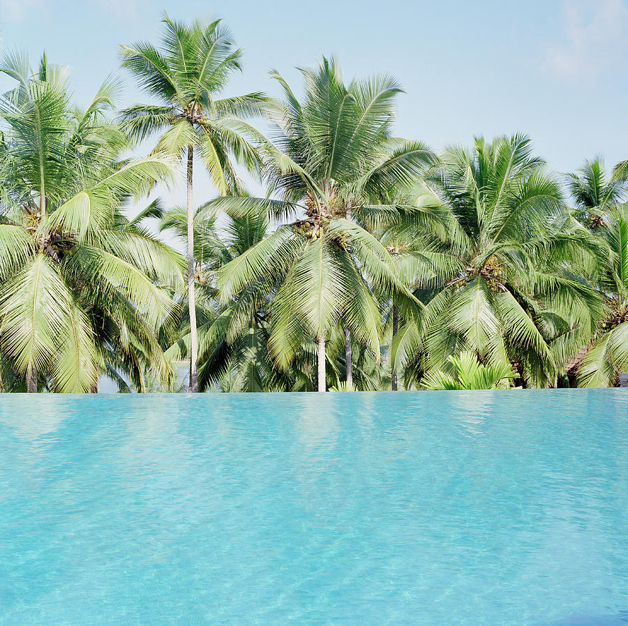 Pool With Palm Trees In Background by Zubin Shroff