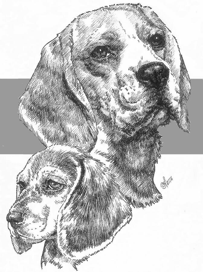 Beagle and Pup Drawing by Barbara Keith