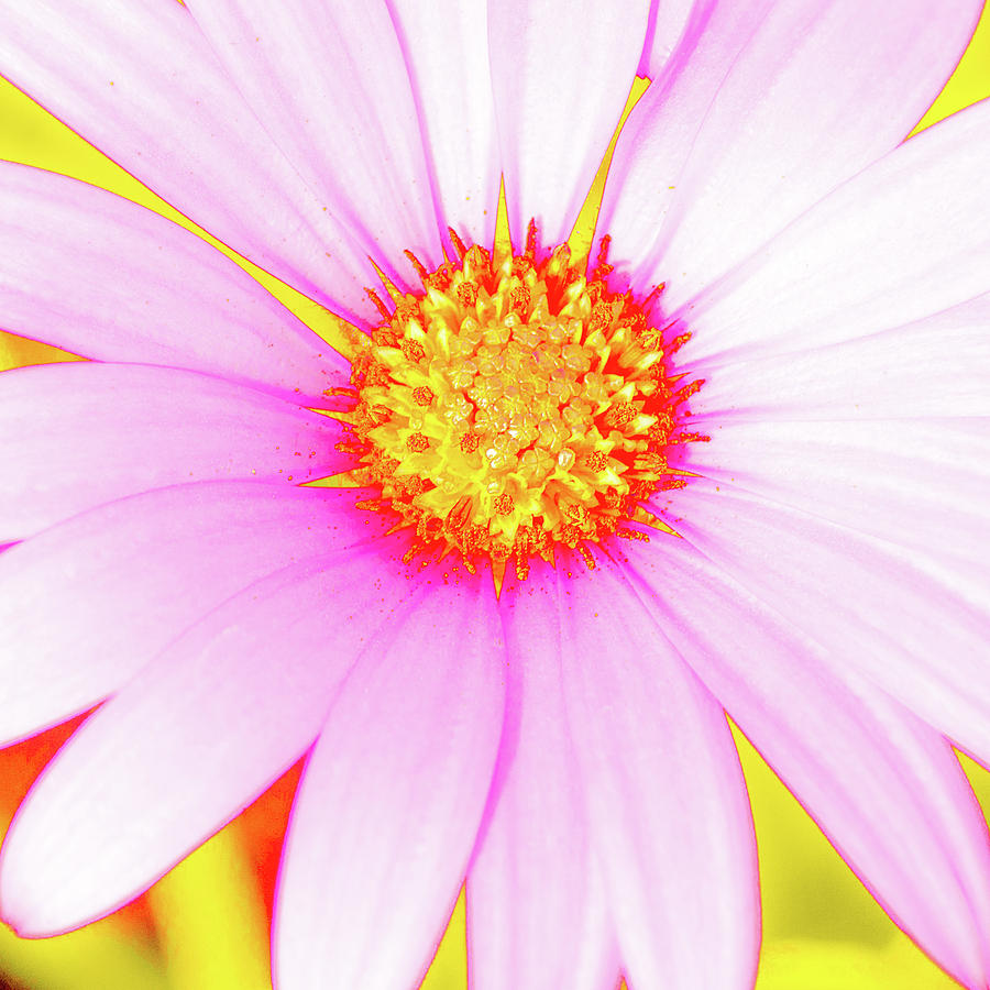 Pop Art Osteospermum 3 by Le Comp Pop Art Osteospermum 3 by Le Comp