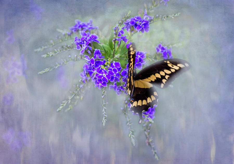 Pop of Color Butterfly Photograph by Leticia Latocki
