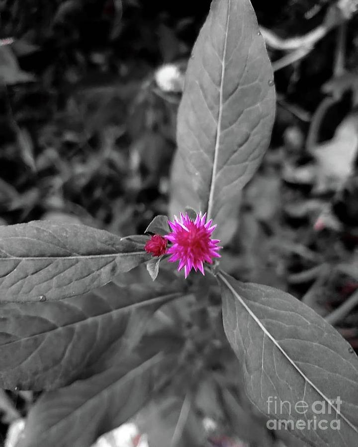 Pop Of Color by Shelly Crutchley