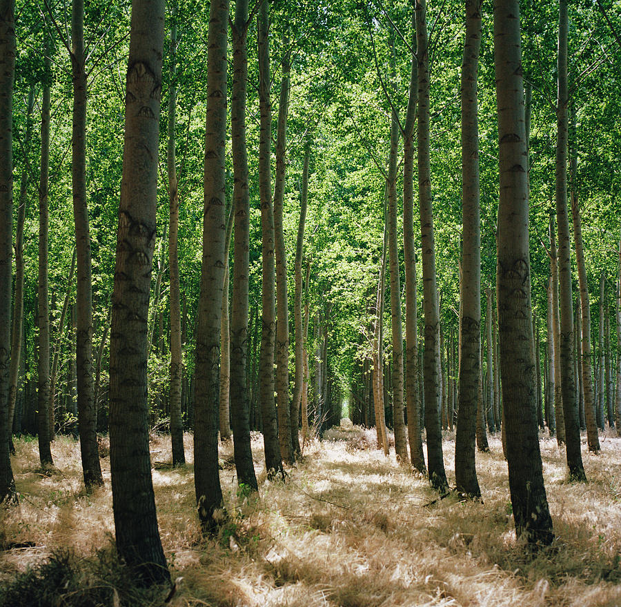 Poplar Forest On Sunny Day Photograph by Danielle D. Hughson