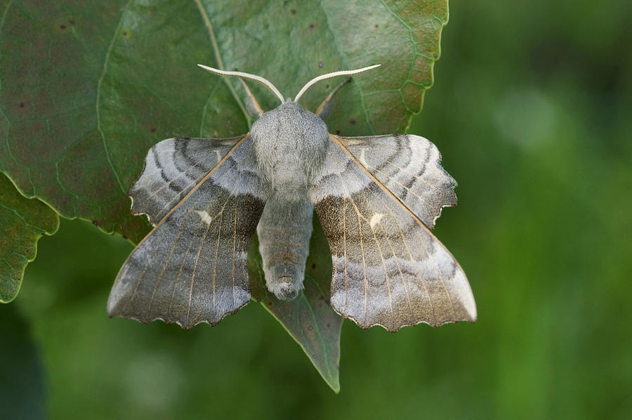 Adult Photograph - Poplar Hawk Moth by Nigel Cattlin Adult Photograph - Poplar Hawk Moth by Nigel Cattlin
