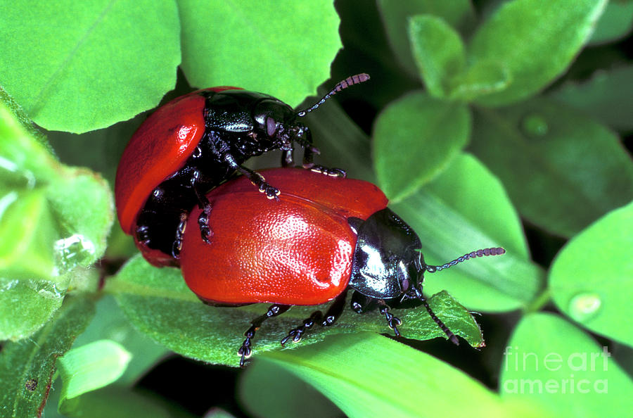 Poplar Leaf Beetles Mating Photograph by Dr Keith Wheeler/science Photo Library