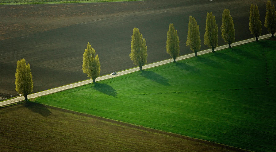 Poplar Lined Road, Skagit Valley Photograph by Mint Images/ Art Wolfe