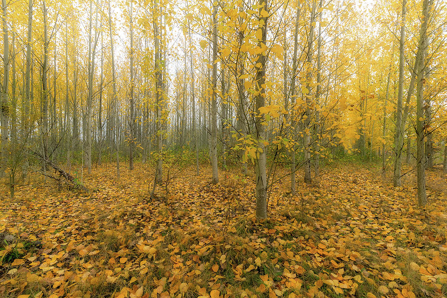 Poplar Tree Forest in Oregon during Fall Season Photograph by David Gn