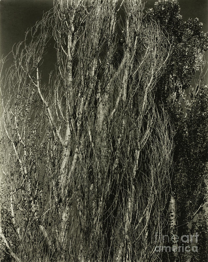 Poplars, Lake George, 1932 Photograph by Alfred Stieglitz - Fine Art ...