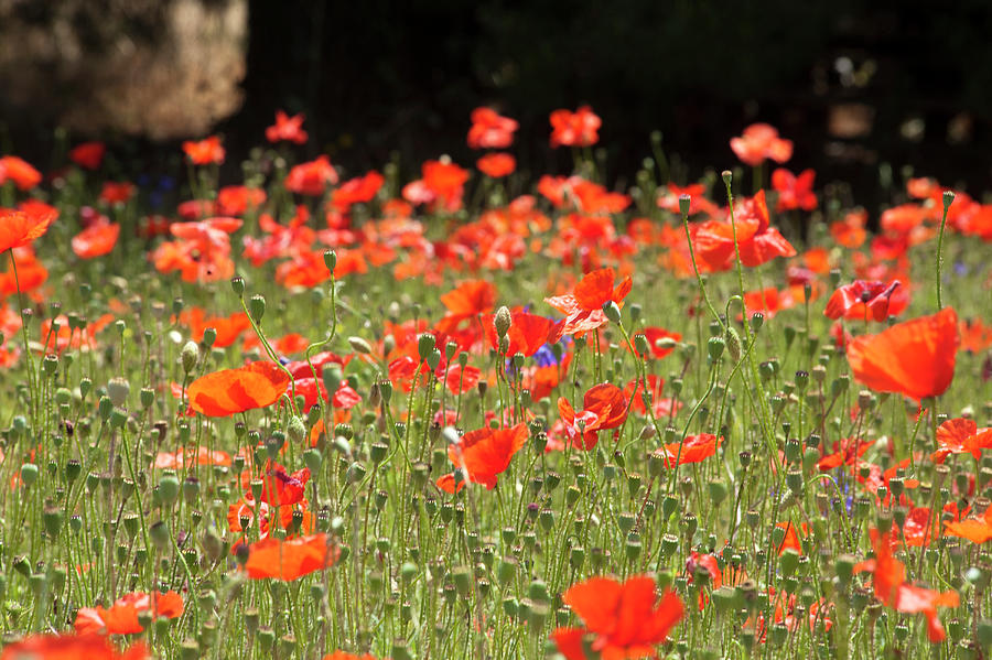 Poppie Fields Near Raiano Photograph by Don Fuchs - Fine Art America