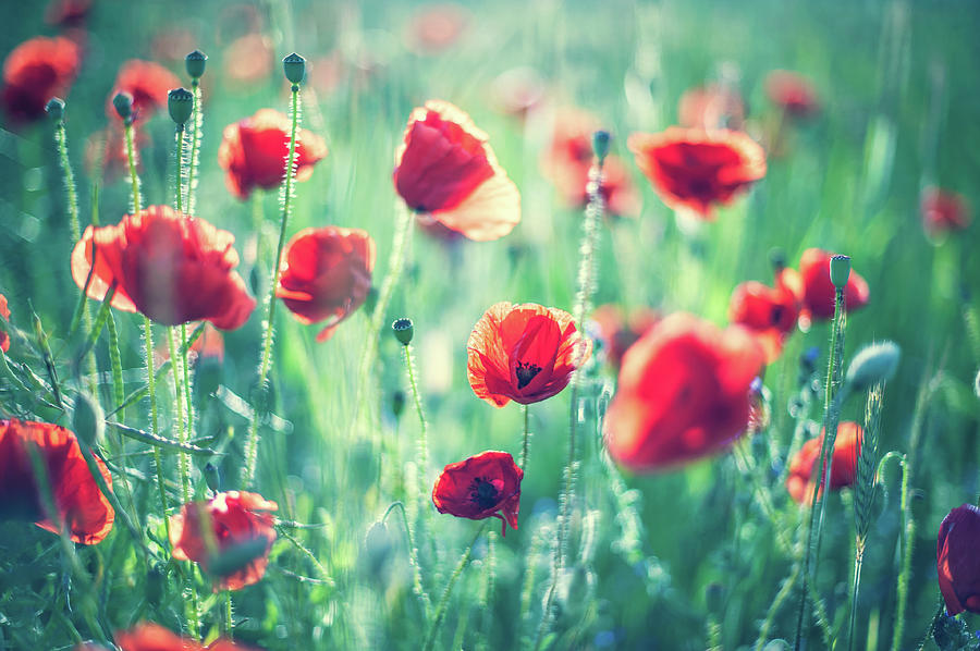 Poppies Photograph by A. Aleksandravicius