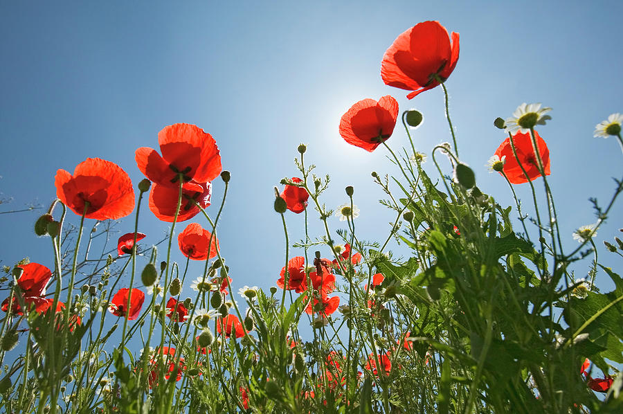 Poppies Against Blue Sky, Low Angle View by Visionsofamerica/joe Sohm