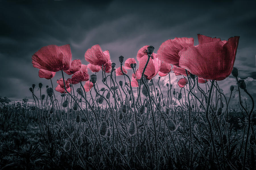Poppies Photograph by Alessandro Traverso
