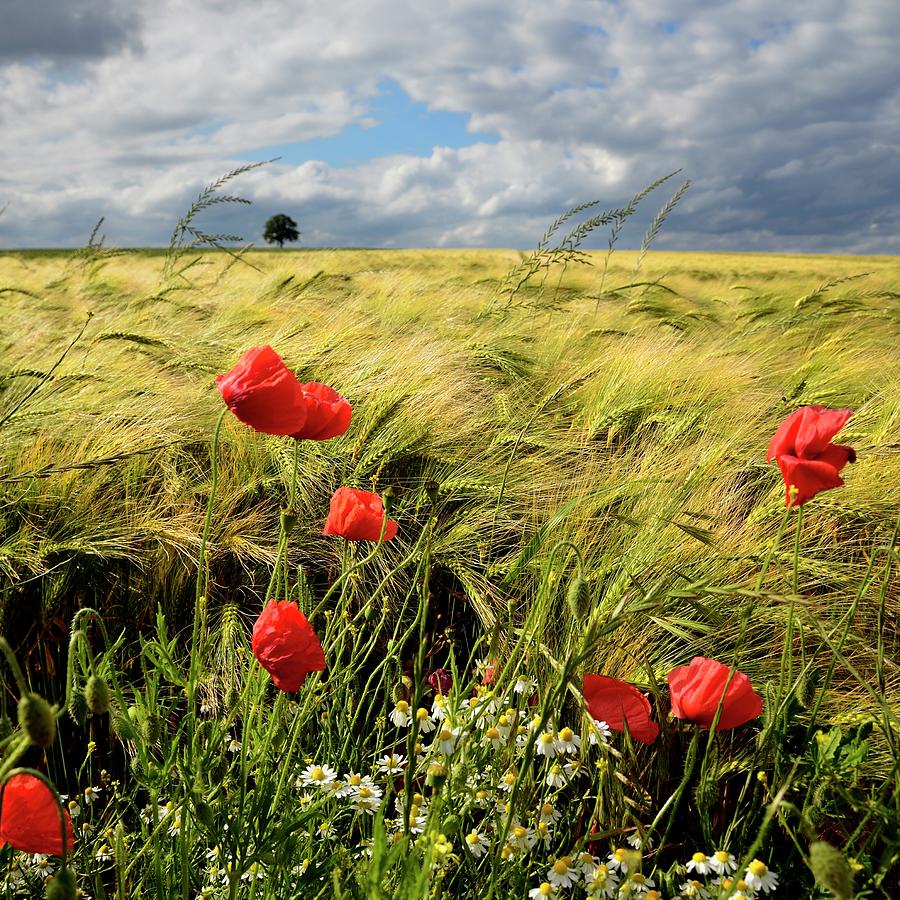 Poppies And Barley Field Photograph by Pierre Hanquin Photographie