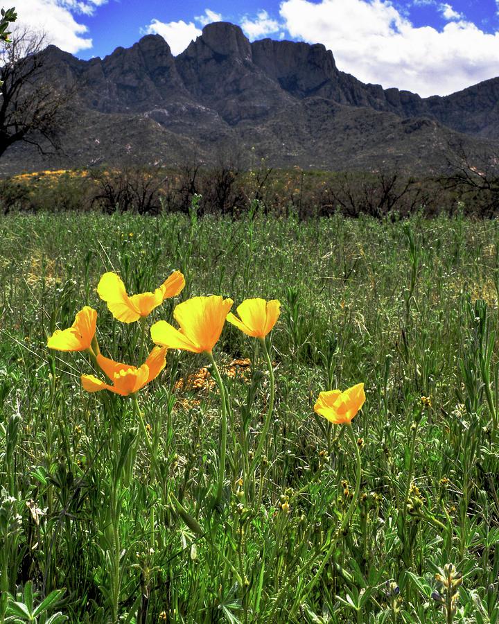 Poppies and Catalina Mountains Photograph by Chance Kafka
