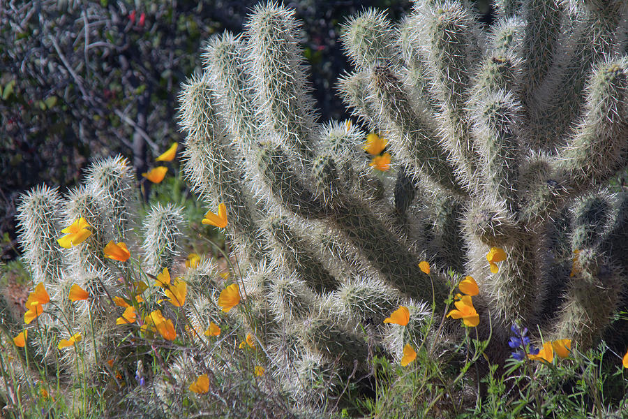 Poppies and Cholla Cactus 5544-030519 Photograph by Tam Ryan