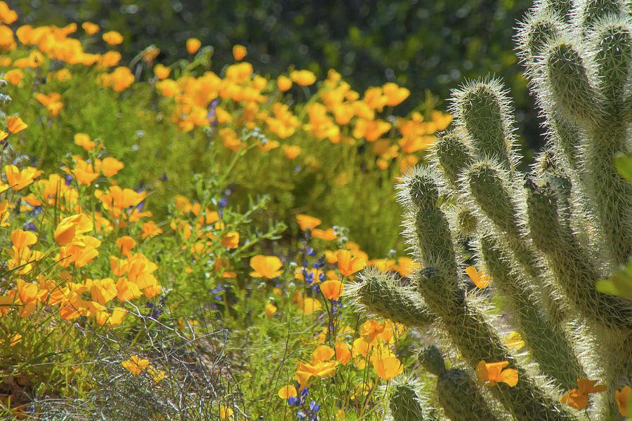 Poppies and Cholla Cactus 5569 Photograph by Tam Ryan