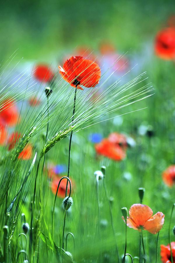 Poppies And Cornflowers In A Meadow Photograph by Angelica Linnhoff