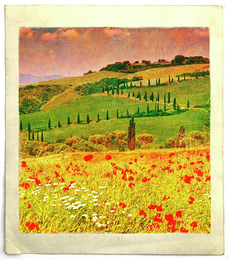Poppies And Cyprus, Val Dorcia Digital Art by Kathy Collins