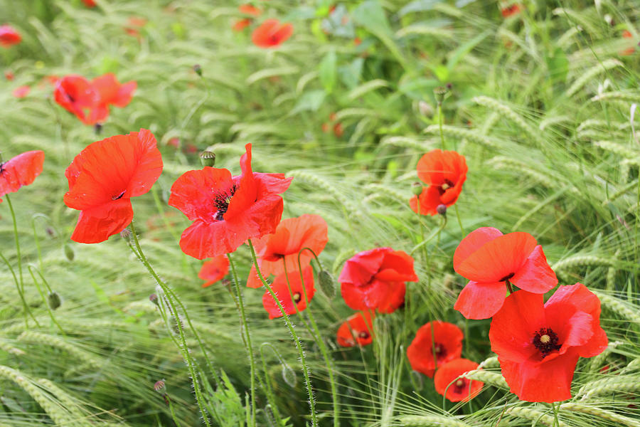 Poppies And Grain Photograph by Suzyco