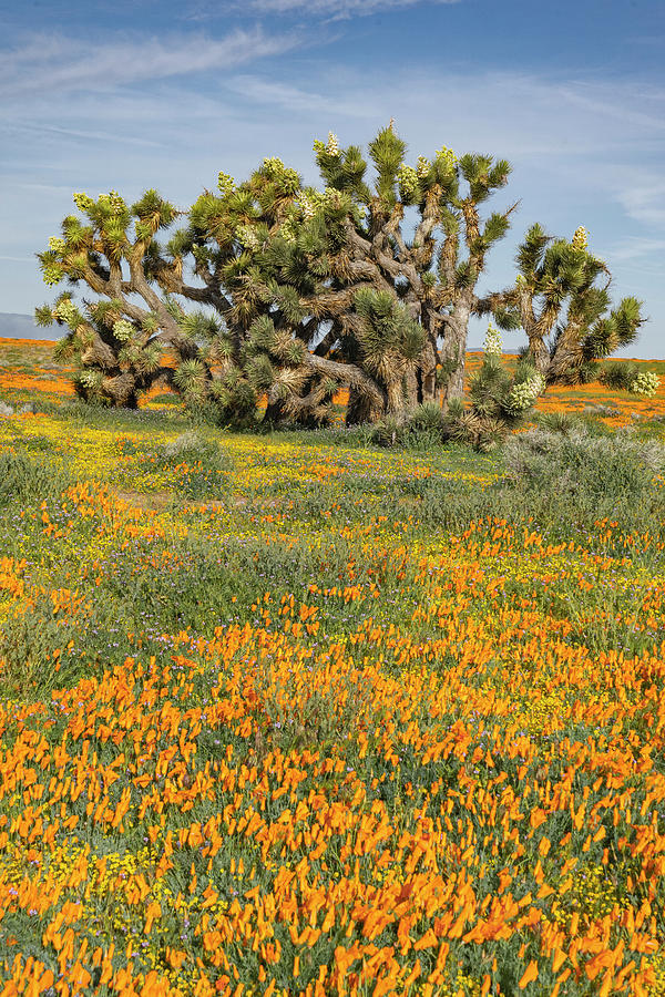 Poppies And Joshua Tree Photograph by Jeff Foott