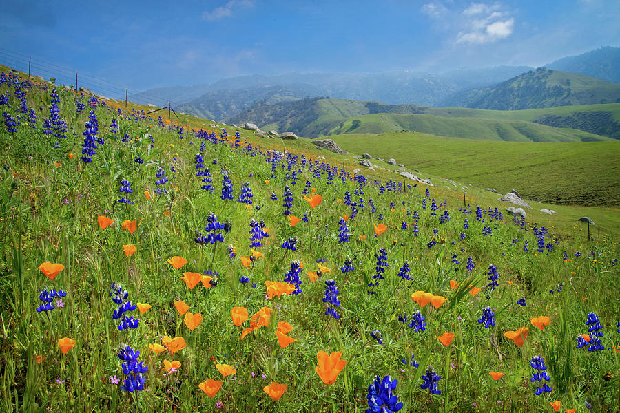Poppies and Lupines on Bear Mountain Road Photograph by Lynn Bauer