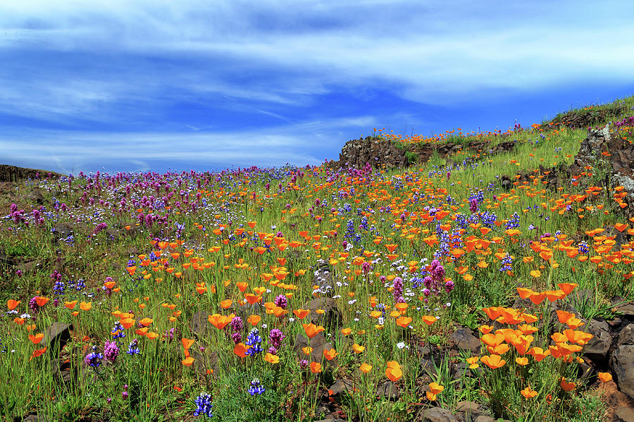 Poppies And More On North Table Mountain Photograph